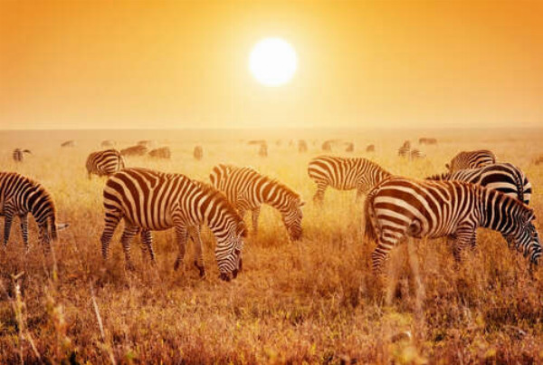 Полосатые зебры под жарким солнцем саванны