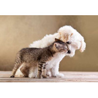 Трогательная дружба щенка и котенка