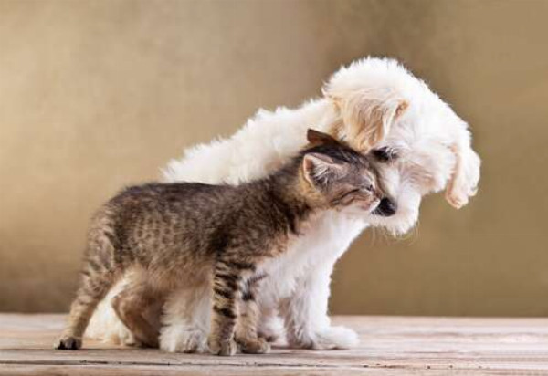 Трогательная дружба щенка и котенка