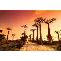 Західне небо над алеєю баобабів на Мадагаскарі