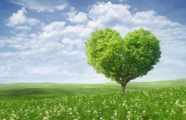 Дерево у формі серця на весняному лузі