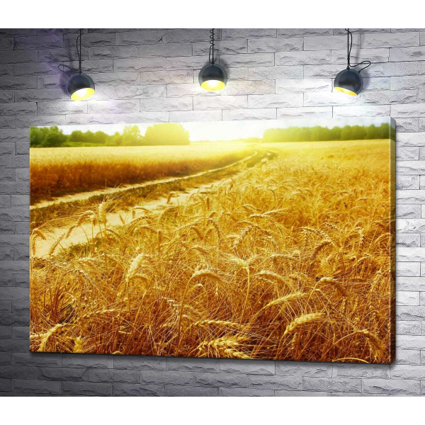 Золотые колосья пшеницы в поле