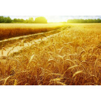 Золотые колосья пшеницы в поле