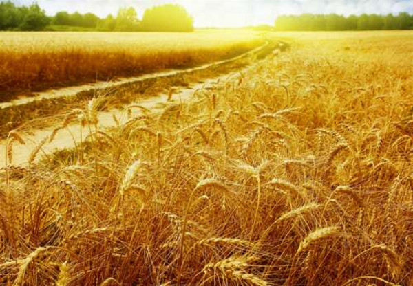 Золоті колоски пшениці в полі