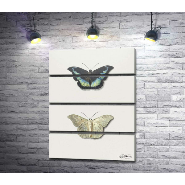 Черная и белая коллекционные бабочки