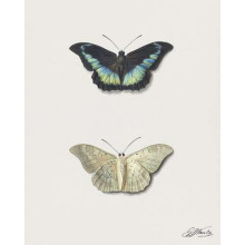 Черная и белая коллекционные бабочки