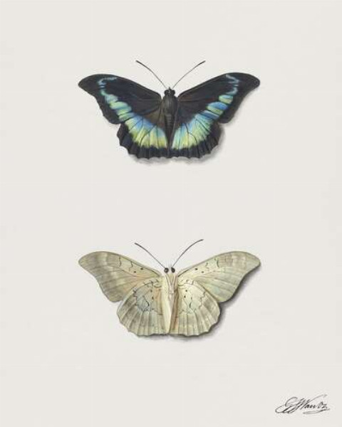 Чорна і біла колекційні метелики
