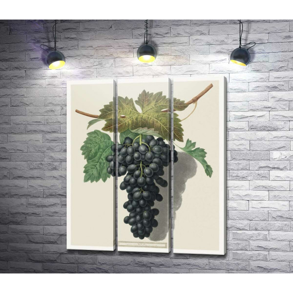Темный виноград под листьями