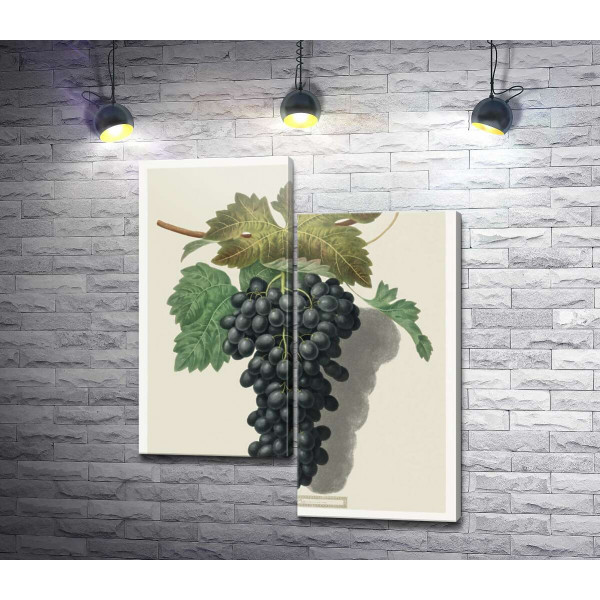 Темный виноград под листьями