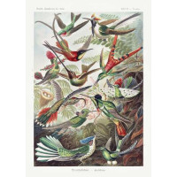 Пестрое разнообразие крохотных колибри