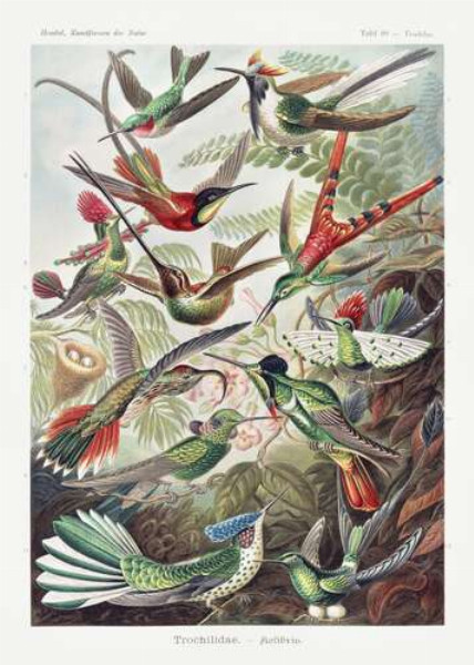 Пестрое разнообразие крохотных колибри