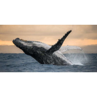 Удивительный горбатый кит