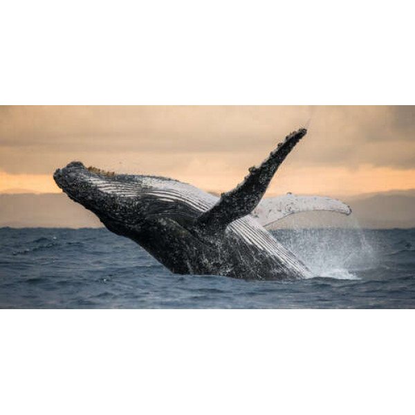 Дивовижний горбатий кит