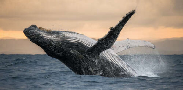 Дивовижний горбатий кит