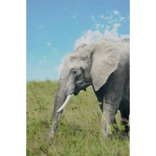 Слон на прогулке в зеленом поле