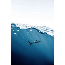 Одинокая акула в толще воды