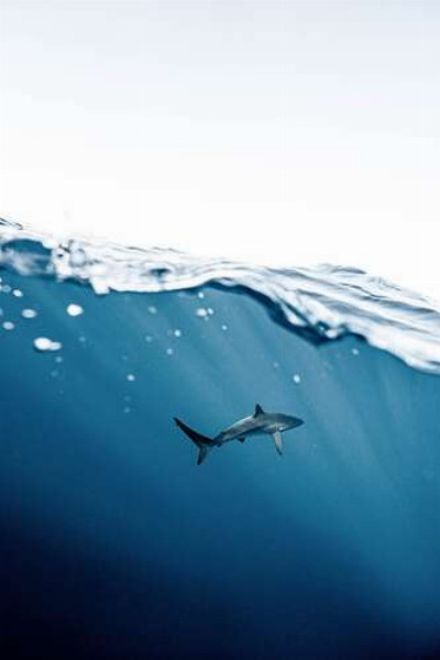 Самотня акула в товщі води