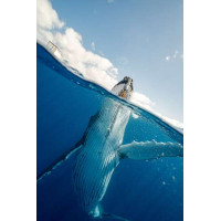 Горбатый кит выныривает из океана
