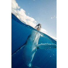 Горбатый кит выныривает из океана