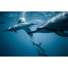 Зграя дельфінів у блакитному океані