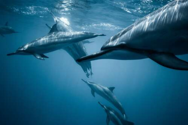 Зграя дельфінів у блакитному океані