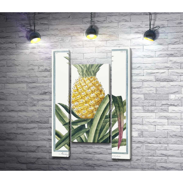 Вінтажна ілюстрація ананаса