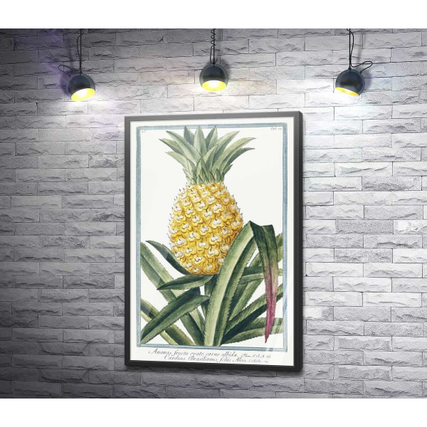 Вінтажна ілюстрація ананаса