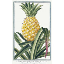 Винтажная иллюстрация ананаса