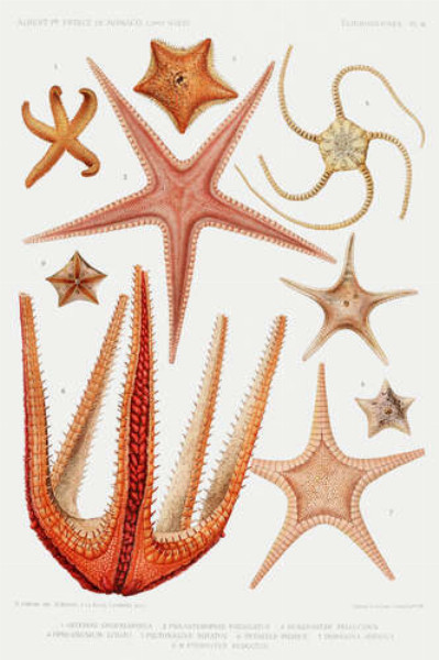 Різні види морських зірок