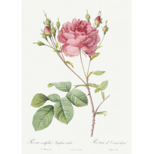 Гілка ніжної рожевої троянди