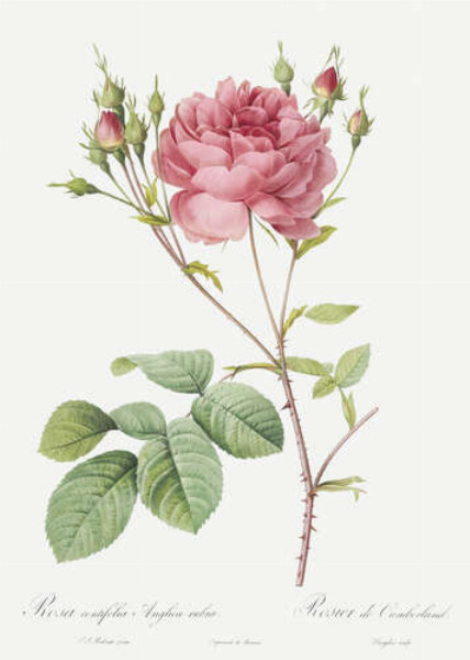 Ветка нежной розовой розы