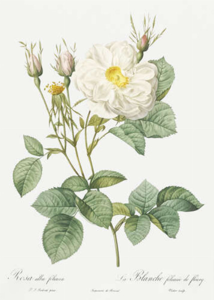 Ветка белой благородной розы