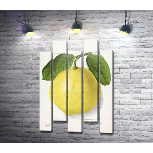 Лимон на ботанічній ілюстрації