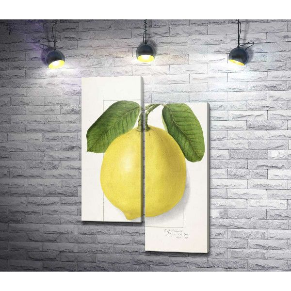 Лимон на ботанической иллюстрации