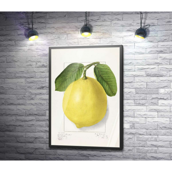 Лимон на ботанической иллюстрации