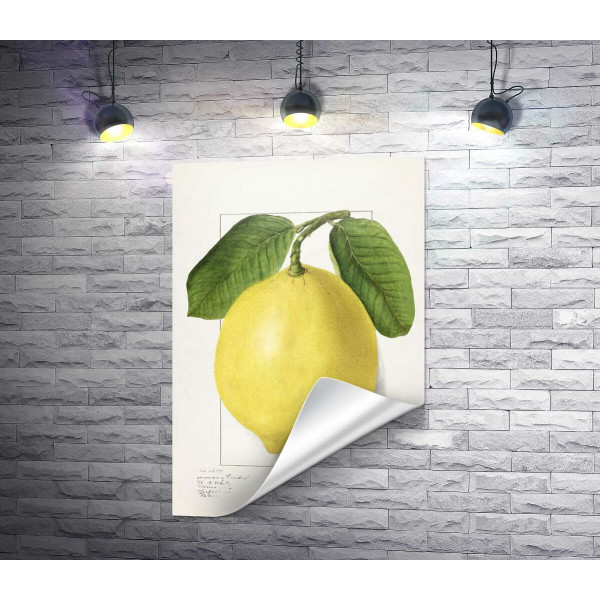 Лимон на ботанічній ілюстрації