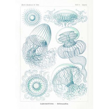 Різні види медуз в начерку