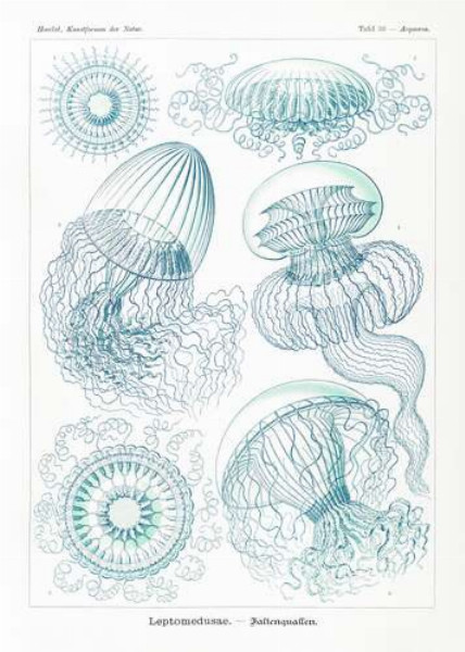 Разные виды медуз в наброске