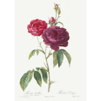 Ветка темно-розовой розы
