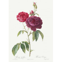 Гілка темно-рожевої троянди