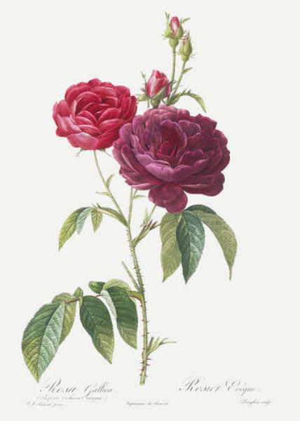 Гілка темно-рожевої троянди
