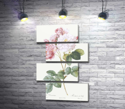 Модульная картина "Ветка растрепанных розовых и белых роз"