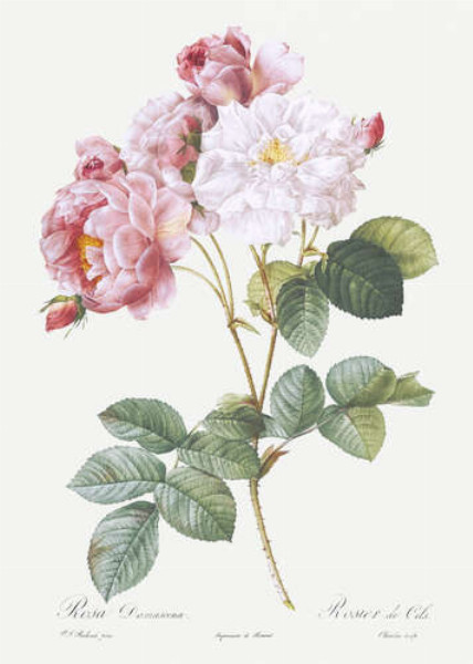 Гілка розпатланих рожевих і білих троянд