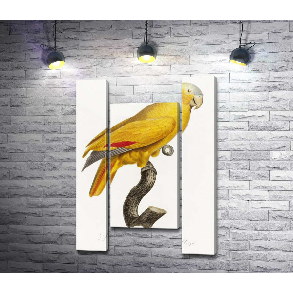 Яркий желтый попугай