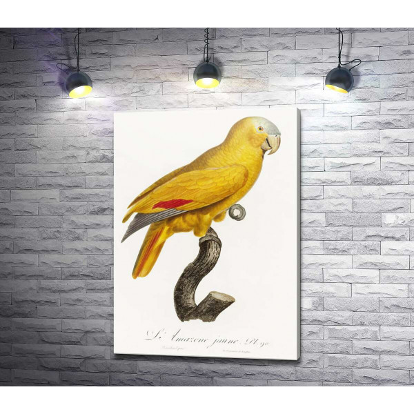 Яскравий жовтий папуга
