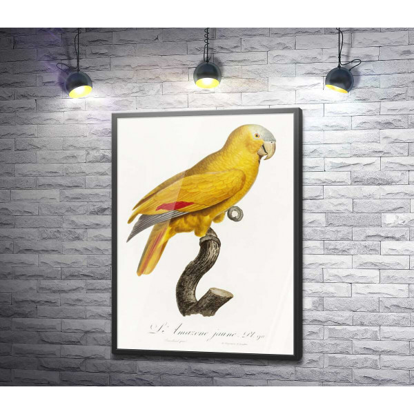 Яркий желтый попугай