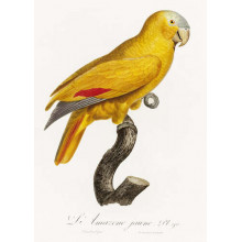 Яскравий жовтий папуга