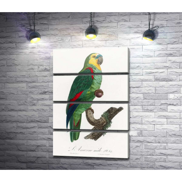 Зелений тропічний папуга