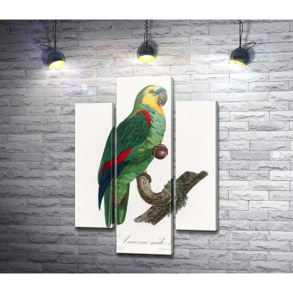 Зеленый тропический попугай