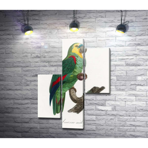Зеленый тропический попугай